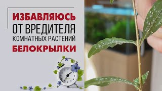 картинка: Как избавиться от белокрылки | Тестирую препараты от вредителей на растениях