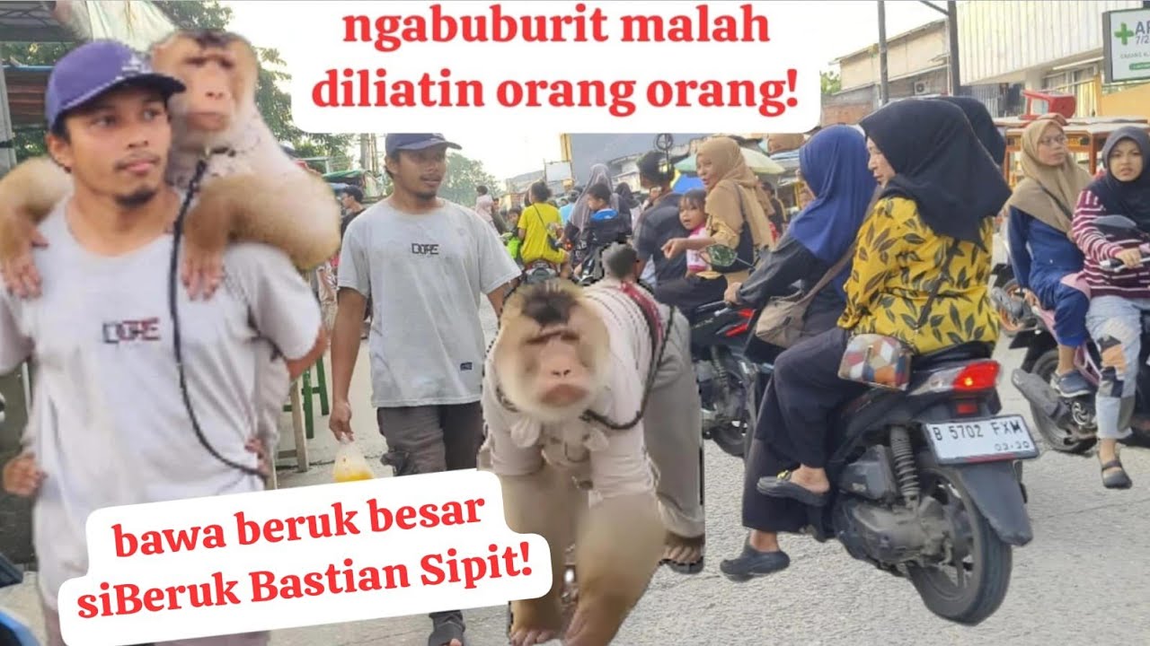 ngabuburit sama Monyet Beruk Bastian! selalu jadi pusat perhatian!!!