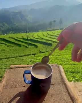Ngopi di Kebun Kebun Teh Kertosari