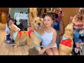 My Dogs had A Meet and Greet For Fans