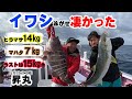 【昇丸】イワシ泳がせで狙う高級魚