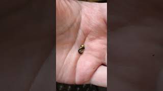 как я чинил петли на msi vector gp76