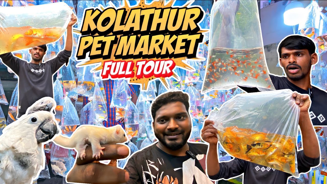 💥 Explore Kolathur Fish Market Chennai 🎬 | Asia's Biggest  Aquarium Market! 🐠✨ 