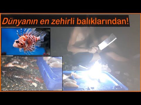 Dünyanın En Zehirli