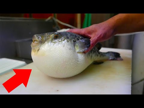 Видео: 10 фактов о рыбе фугу