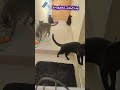 اخيب نهار عند قطوط خايفين مساكن من دوا قطط Cat Catlovers Chats Drôles 