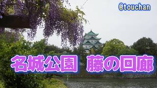 名城公園 藤の回廊 | 都会で癒やしの場