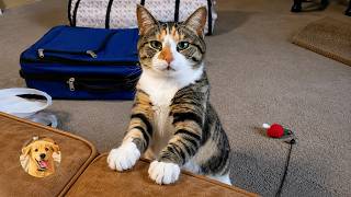 This Special Cat Has The Sweetest Nightly Request