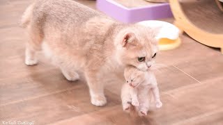 When the kittens meow, Mom cat quickly carries them to her hut, calms them, and nurses them.