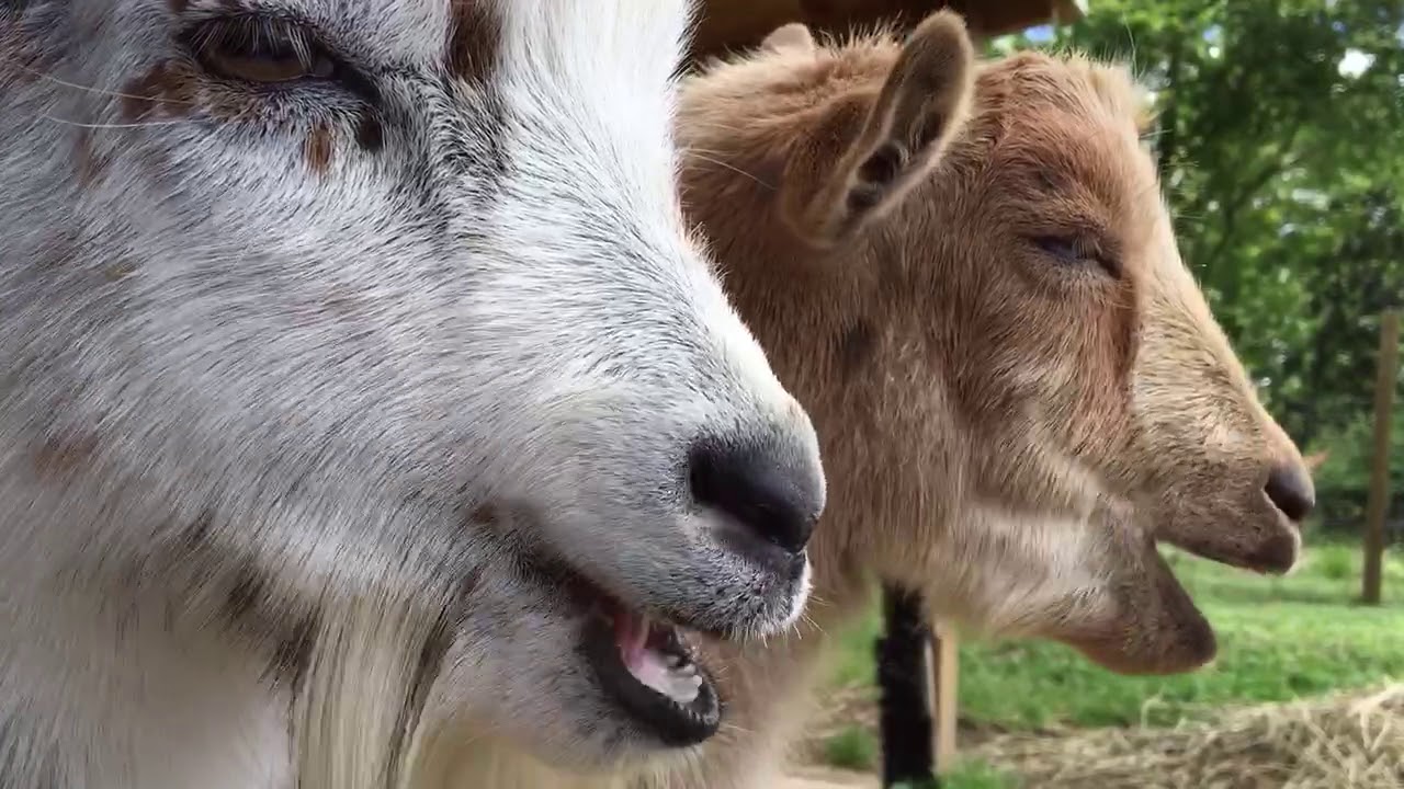 nigerian-dwarf-goats-chewing-cud-youtube