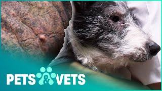 Terrified Collie Has A Concering Skin Condition | The Dog Rescuers | Pets & Vets