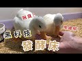 ﹝豆唬&奶鬧 | 柯爾鴨﹞黑科技發酵床? 告別鏟便便的人生 室內養鴨無負擔~~