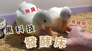 豆唬&奶鬧 | 柯爾鴨黑科技發酵床? 告別鏟便便的人生 室內養鴨無負擔~~