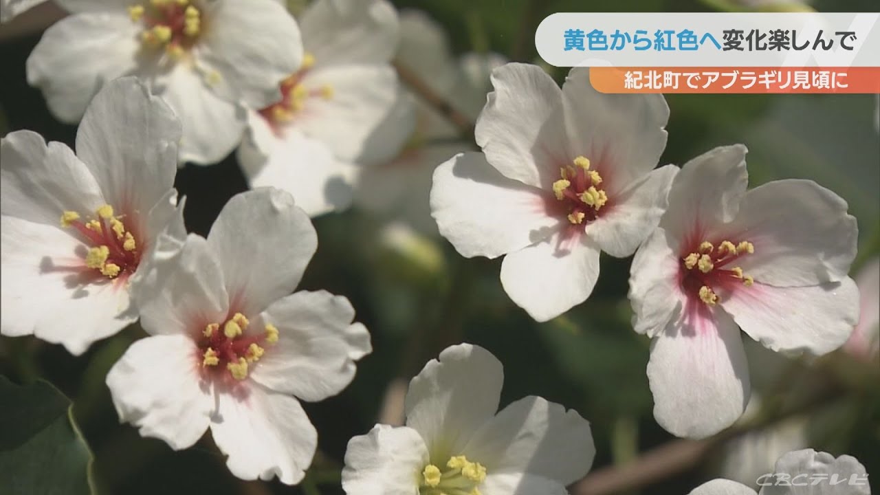 サクラにそっくり 初夏の花「アブラギリ」の花が見頃に 花の中心部が