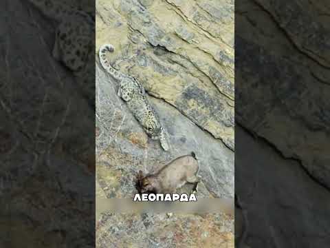 Леопард загнал барана ПРОПАСТЬ🐆⛰️💀