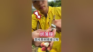教你如何嫁接荔枝果樹，1分鐘學會的嫁接技術，一起學習學習吧 Teach you how to graft lychee fruit trees, learn grafting  in 1 minute