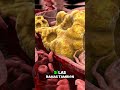 ¡Adiós al dolor de espalda en 5 minutos! 🌿🔥 El remedio natural que los doctores no te cuentan
