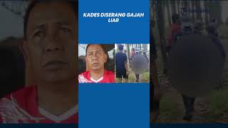 Kronologi Kades Di Lampung Meninggal Diserang Gajah Saat Penggiringan
