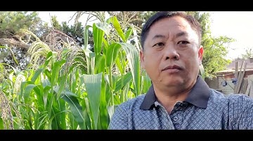 Sawv ntxov tsees qaib qua zom zaws mus saib kua txob pob kws 06/23/2022