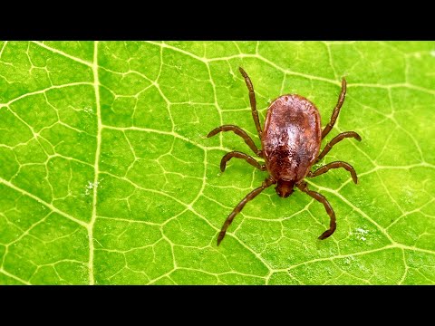 Video: Alles über Die Holzzecke