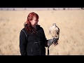 Drone training a falcon