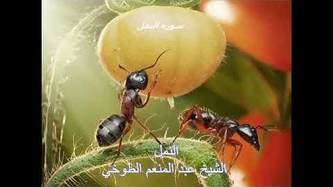 تلاوة تاريخية ،سورة النمل ،الشيخ عبد المنعم الطوخي
