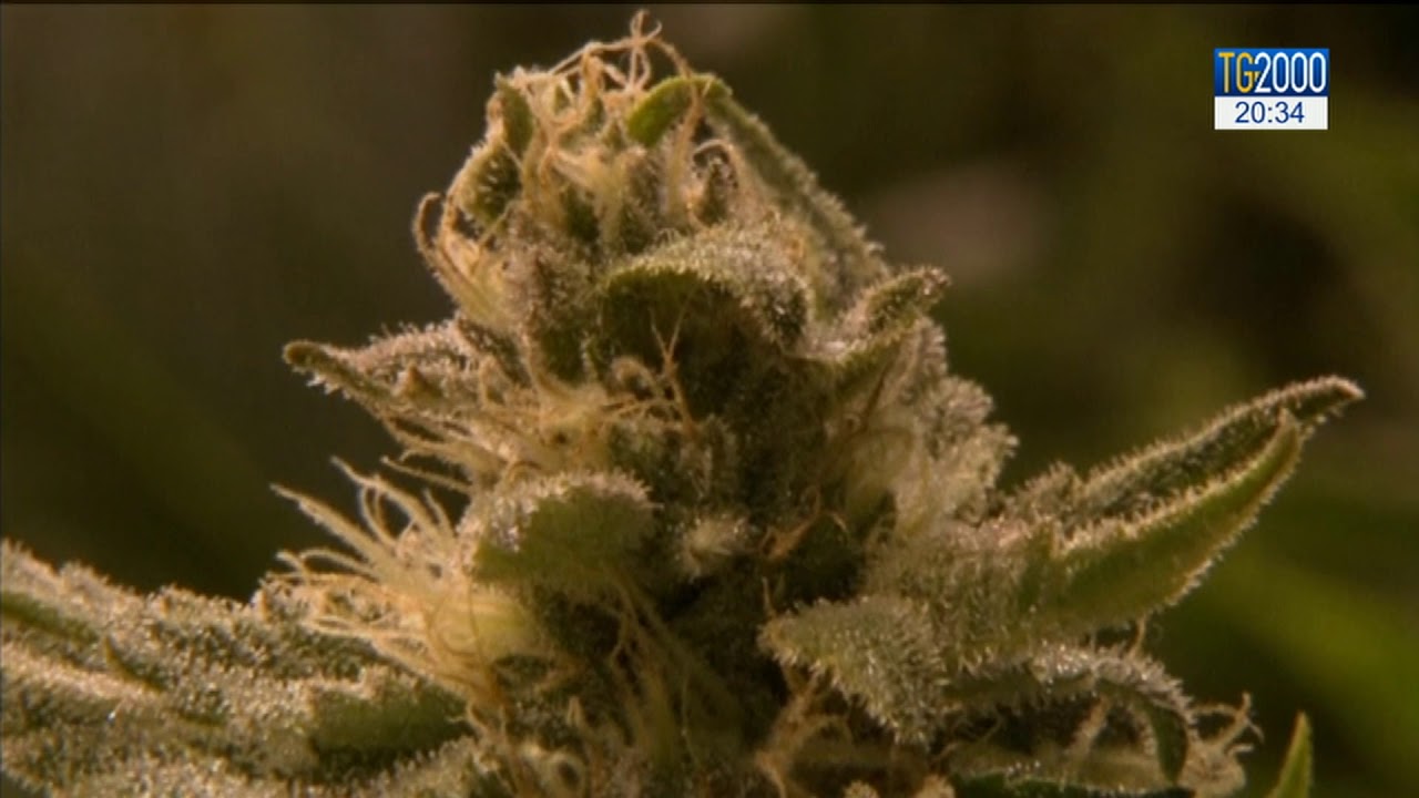 Cassazione: è reato commercializzare derivati cannabis light