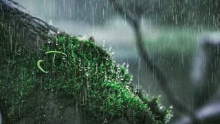 Suara Hujan Durasi Pendek | Video Hujan 30 detik