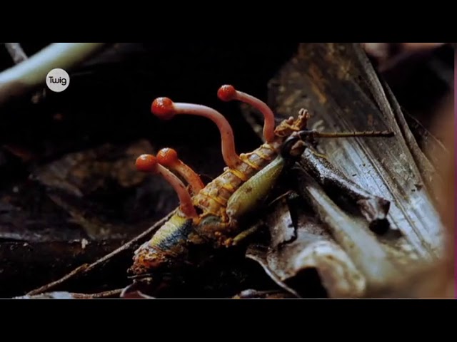 Круговорот азота