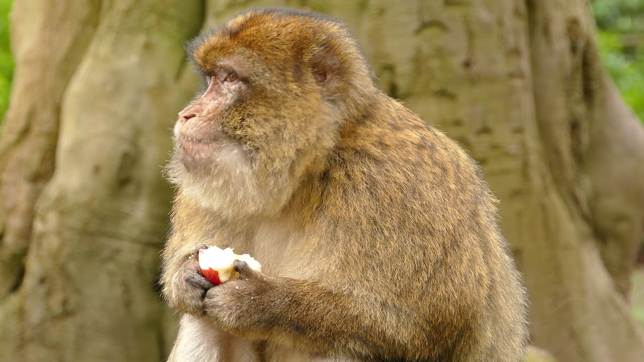 A monkey eating an apple