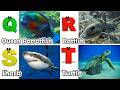 ABC Sea Animal Sounds 793TH1 | Nursery Rhyme for Kids | Koko Study Class