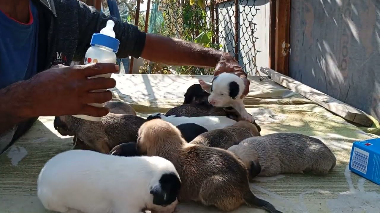 Warning ⚠️ Educational Purpose |  Adorable First Feeding: Caring for Newborn Puppies with Love 🐶🍼