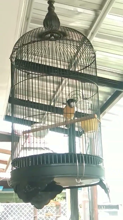 BURUNG BIMOLI , KANCILAN EMAS , GOLDEN WHISTLER , SAMYONG MINI BAHAN BELAJAR BUNYI