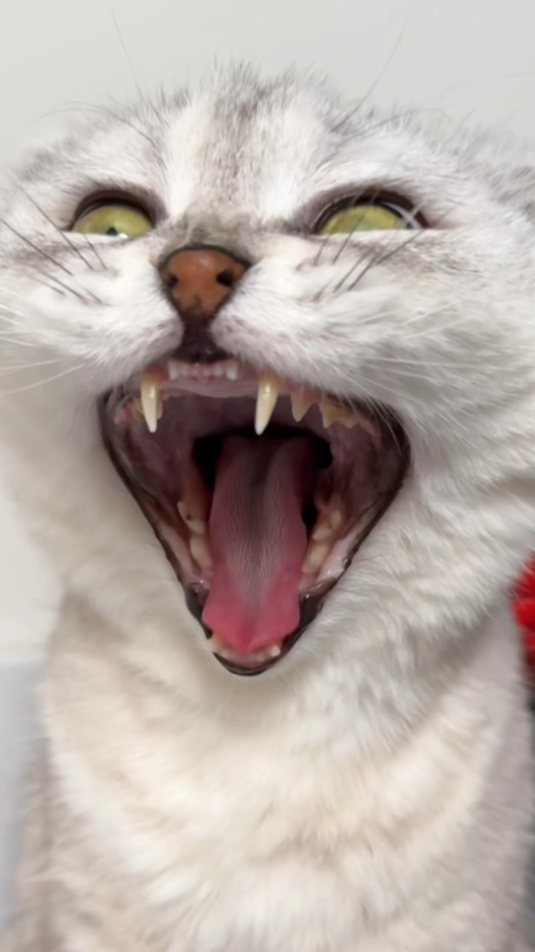 Cats… #cat