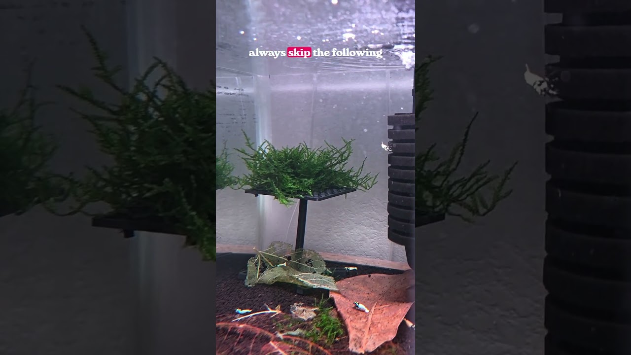 How much powdered food should you feed your shrimp?