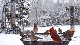 Snow Party!  Gettysburg Live Bird Feeder and Wildlife Cam