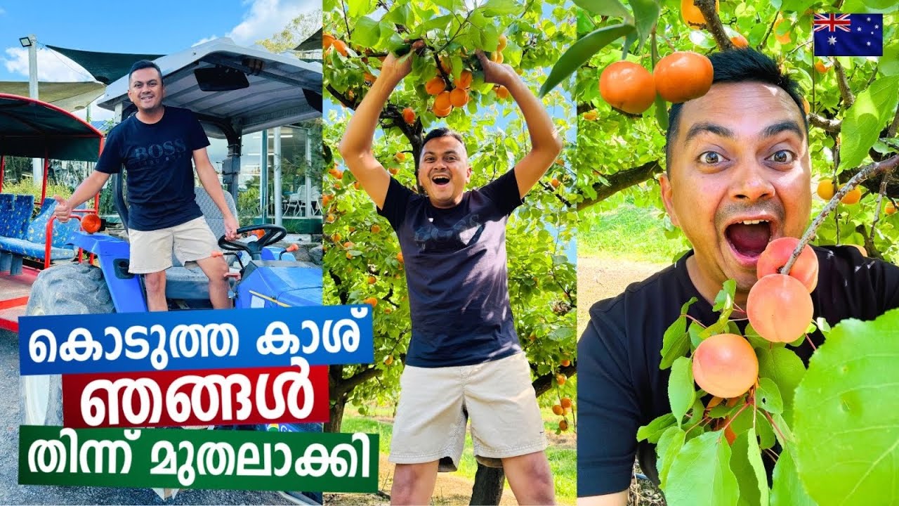 Eating Unlimited Fruits by Visiting Australian Fruit Farm ഒരു ഓസ്