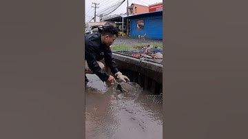 Remove Garbage Clogged Culvert Drain #real #plastic #remove #cleaning #shorts #rain #flood #unclog