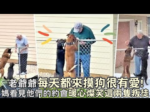老爺爺每天都來摸狗狗很有愛!媽看見狗狗和鄰居約會,暖心燦笑這兩隻叛徒!