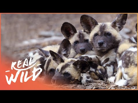 Why Africa&#039;s Wild Dog Population Is Declining | A Dogs Life | Real Wild
