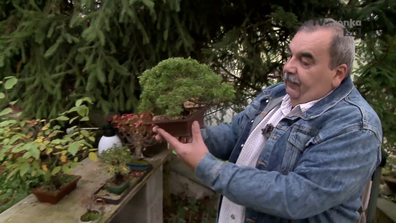 Výnimoční – Bonsaj ako hobby