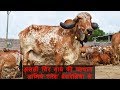 Identification and features of Gir Cow by Ramesh Rupareliya | Shree Gir Gau Krushi Jatan Sansthan