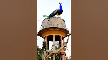 Peacock Jumping from Tanki #peacock #peacockvoice #mor #funnyshorts #toys #peacockvideo #मोर #birds