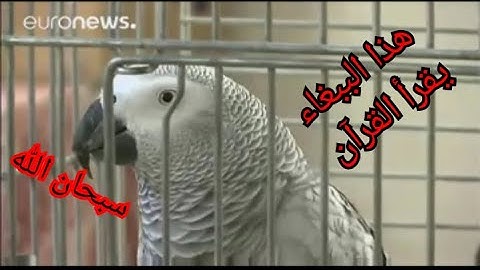 ببغاء يقرا سورة الاخلاص \سبحان الله