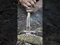 Fire plow morning #primitivefirelighting #bushcraft