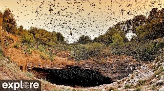 Bracken Bat Cave Viewing Area - Bat Conservation International | Highlights