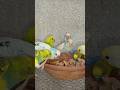 Eid Mubrak from color Wings Multan#budgie #budgielove #eidmubarak #eid