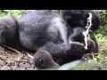 Silverback Mountain Gorilla, mom and baby