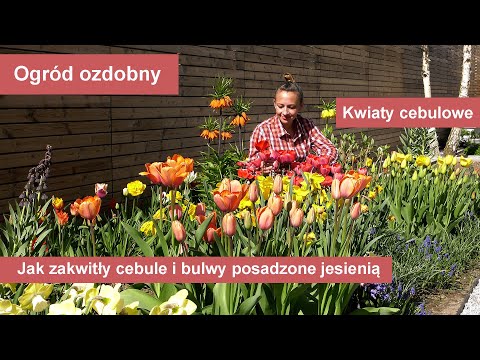 Rośliny cebulowe. Jak wyglądają cebule i bulwy posadzone jesienią?