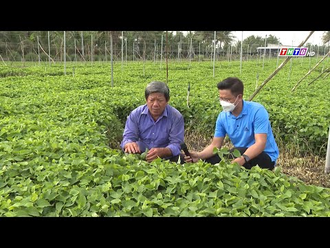 Video Mô hình trồng chuyên canh rau diếp cá tại Châu Thành -... - youtube